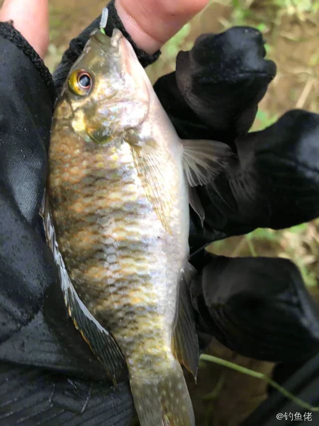 吉利非鲫钓获 0.3kg