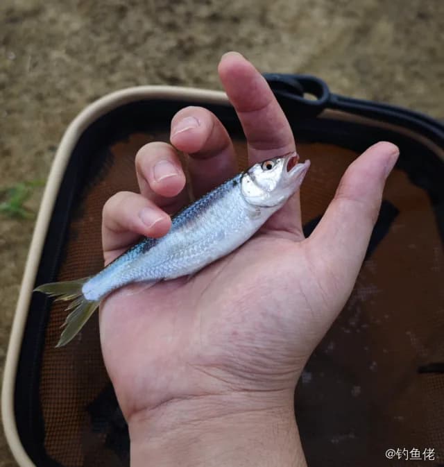 马口鱼钓获 