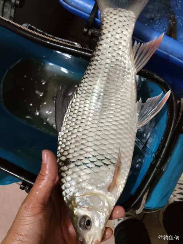 鲮鱼钓获 0.5kg