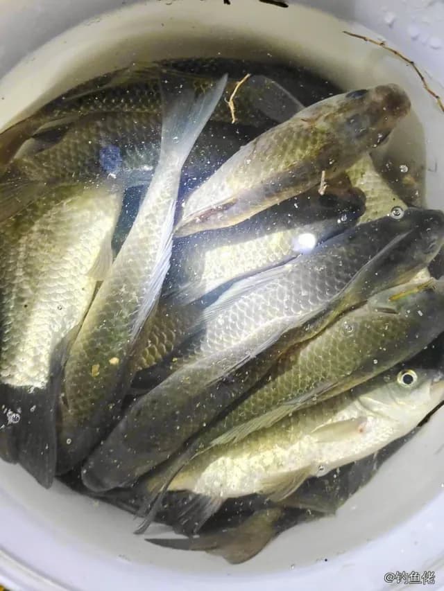 鲫鱼钓获 0.2kg