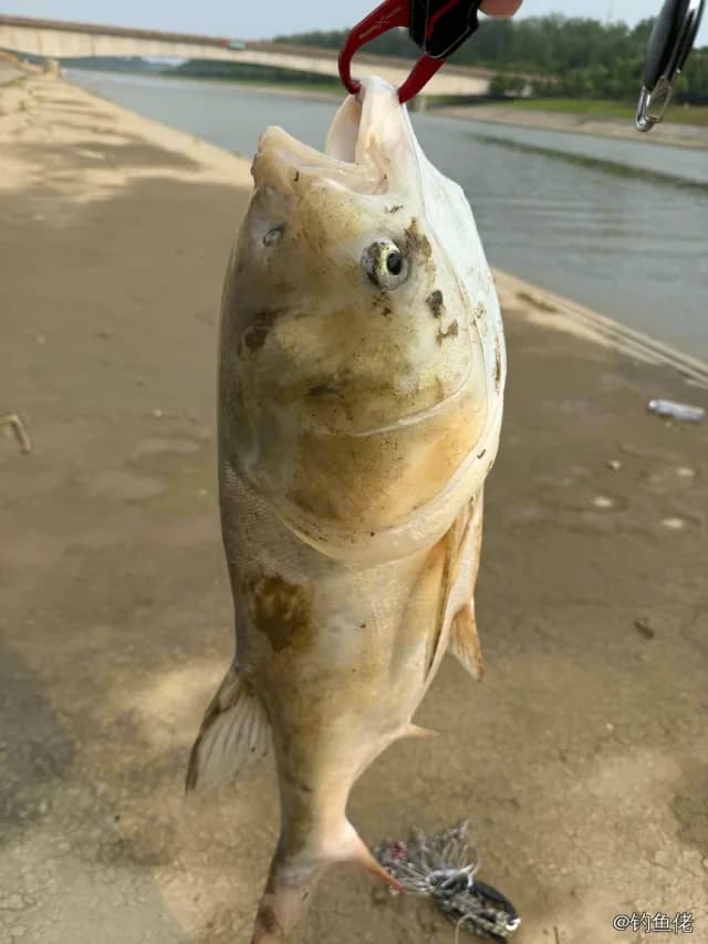鲢鱼钓获 20.4kg