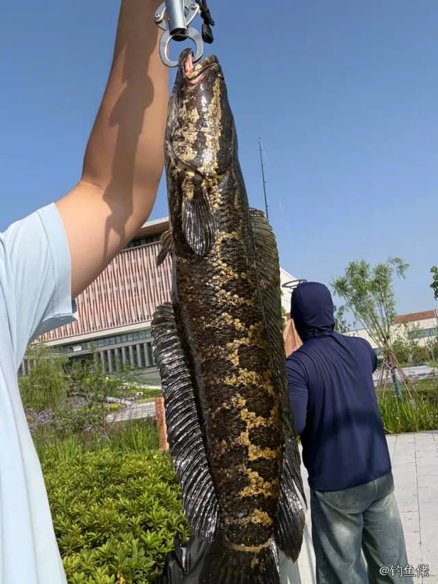 乌鳢钓获 1.6kg