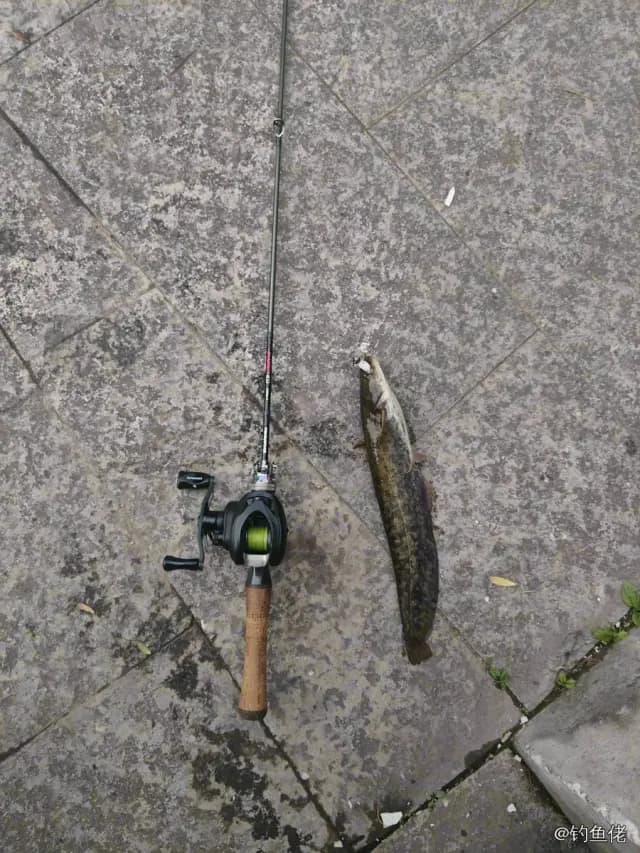 鲶鱼钓获 1.6kg