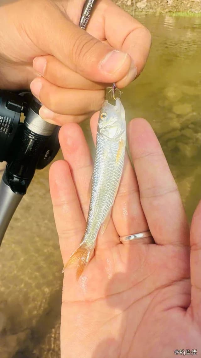 马口鱼钓获 0.01kg