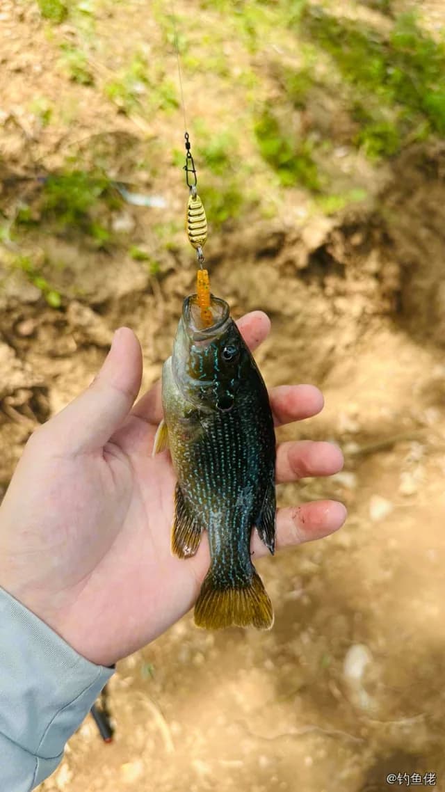 蓝太阳鱼钓获 0.09kg