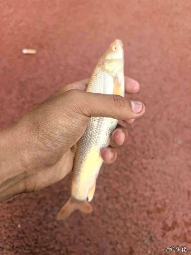 锦鲤钓获 0.05kg
