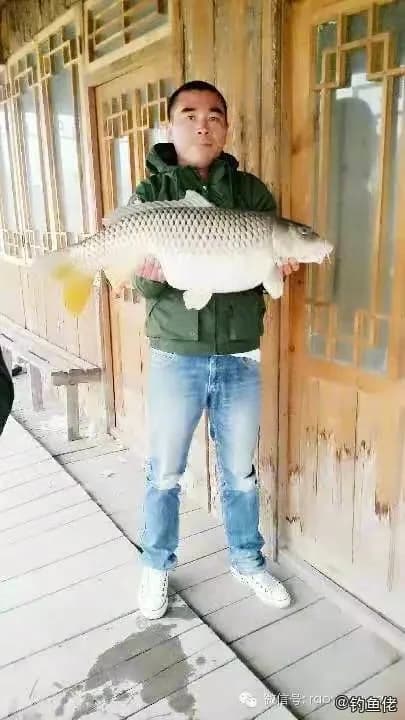鲤鱼钓获 11.5kg