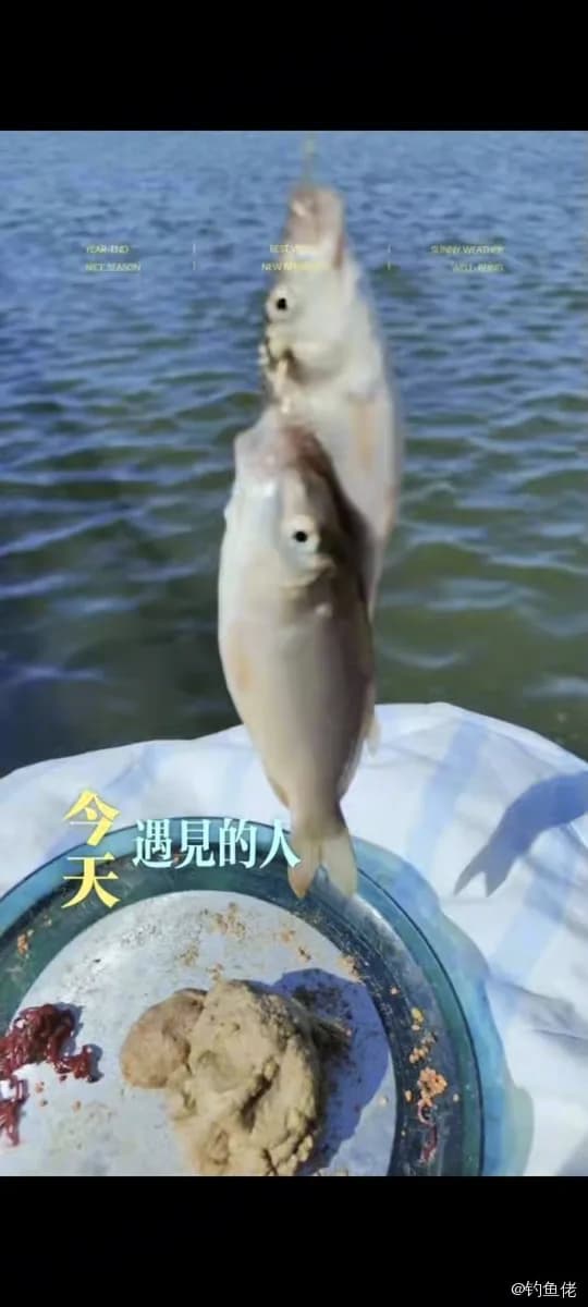 鲤鱼钓获 0.06kg