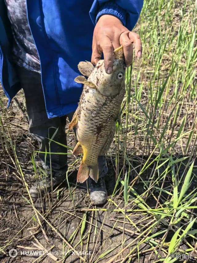 鲤鱼钓获 0.6kg