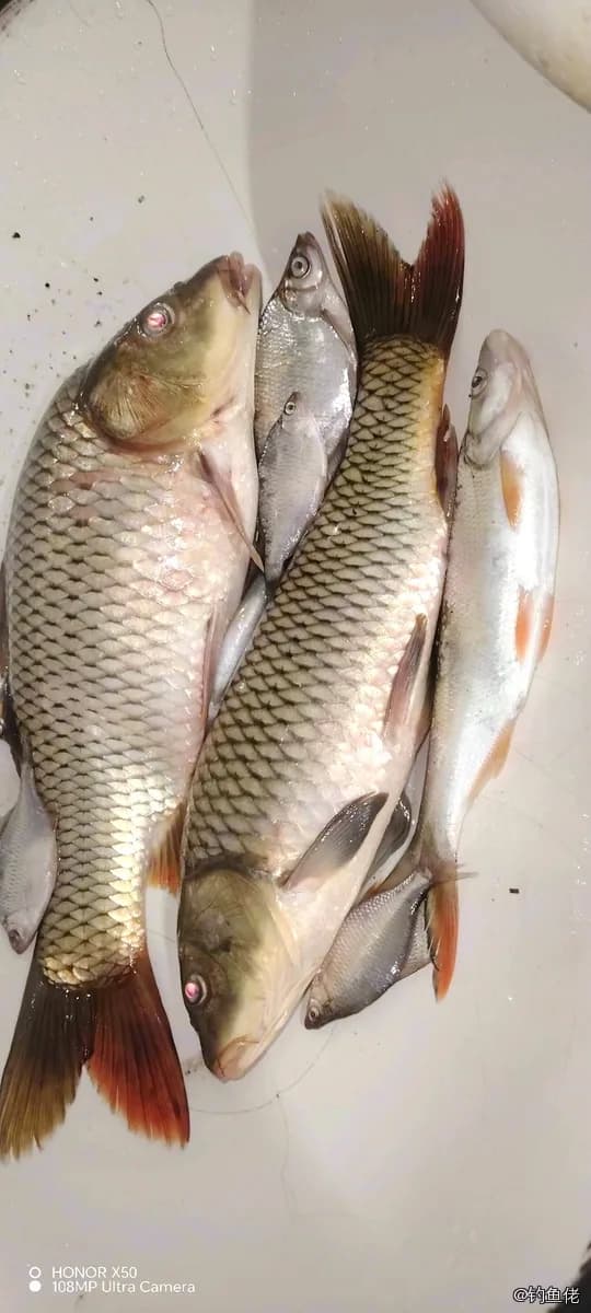 鲤鱼钓获 0.6kg