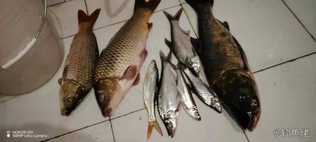 鲤鱼钓获 4kg