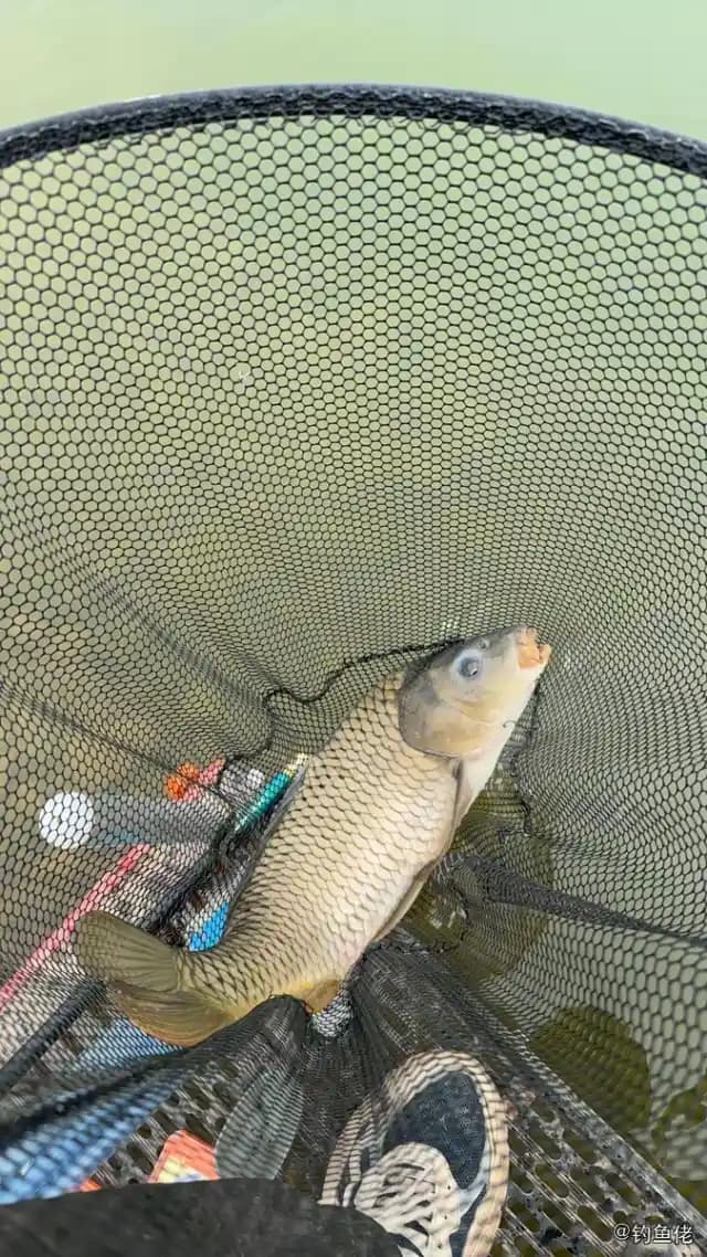 鲤鱼钓获 1.2kg