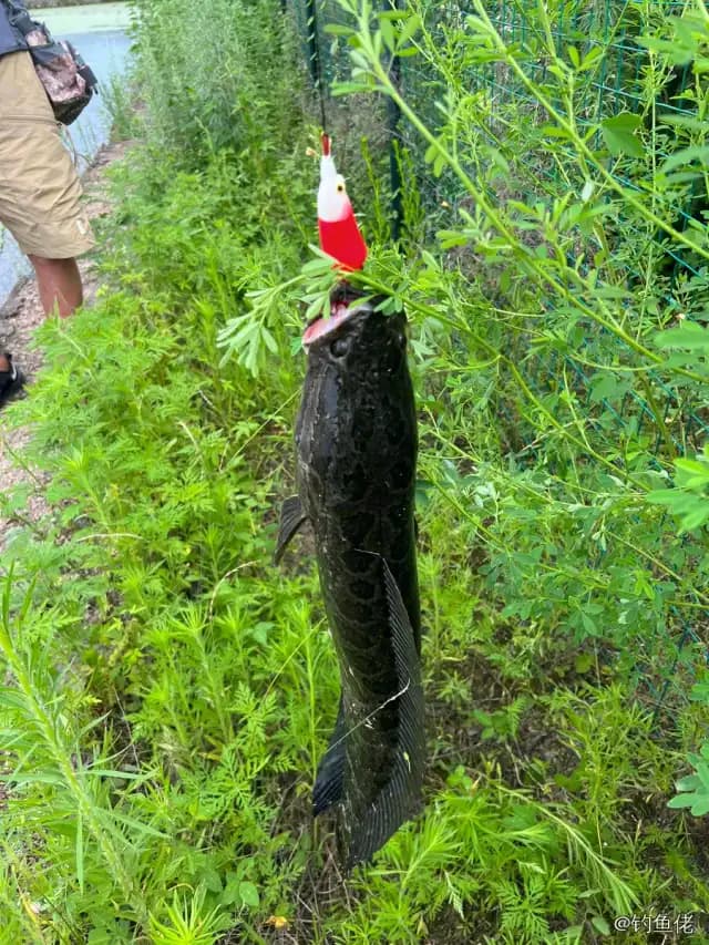 乌鳢钓获 3.9kg