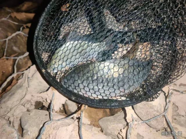 五带豆娘鱼钓获 0.1kg