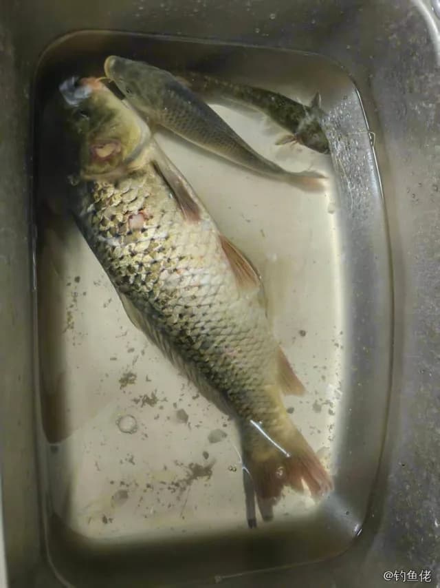鲤鱼钓获 4kg