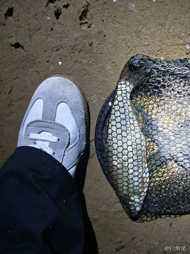 翘嘴鲌钓获 0.2kg