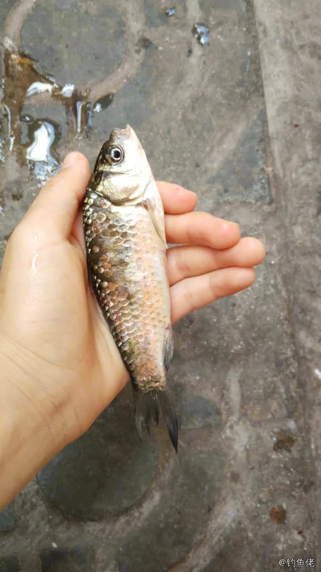 鲫鱼钓获 0.45kg
