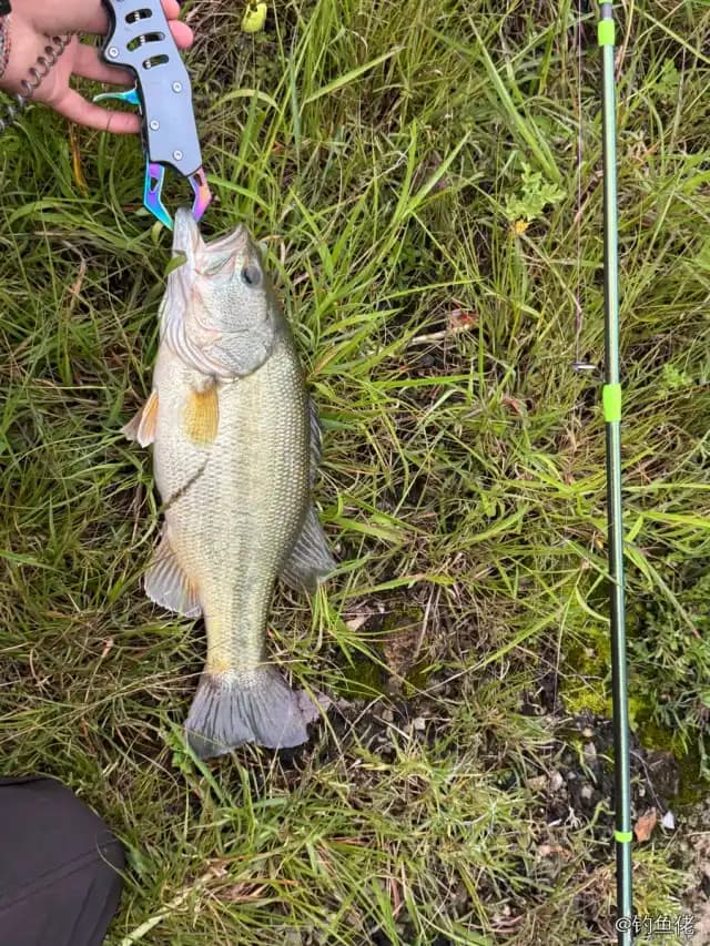 大口黑鲈钓获 1.01kg