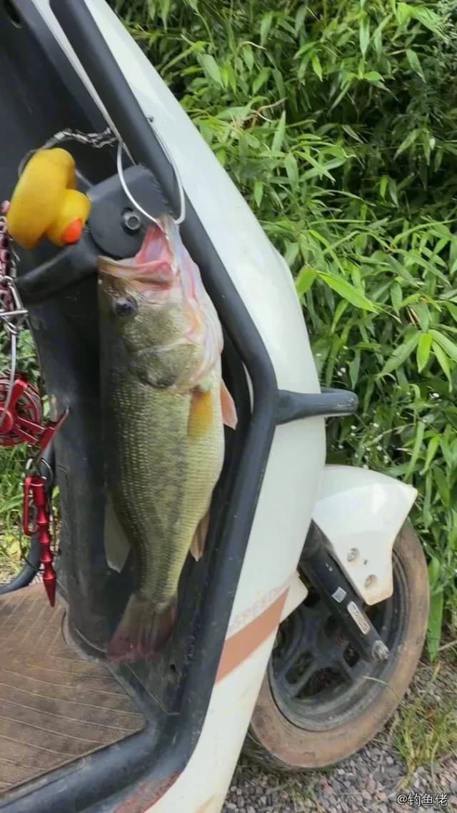 大口黑鲈钓获 0.8kg