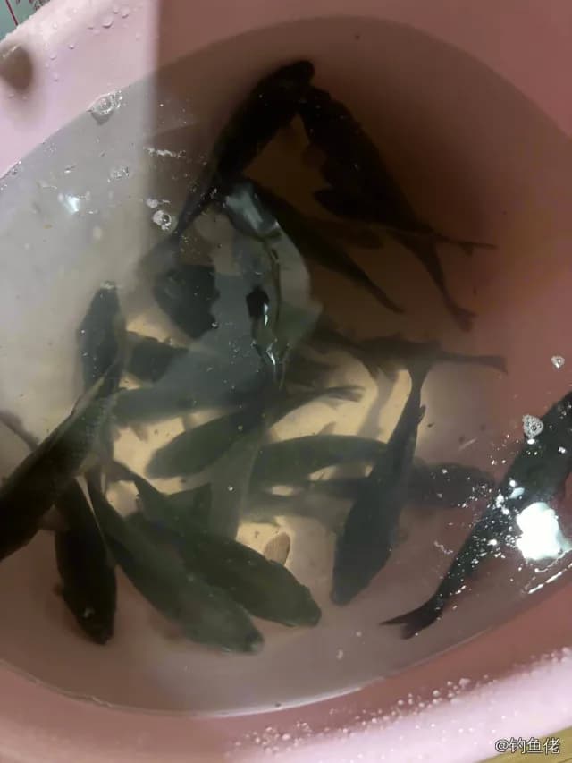 鲫鱼钓获 0.5kg