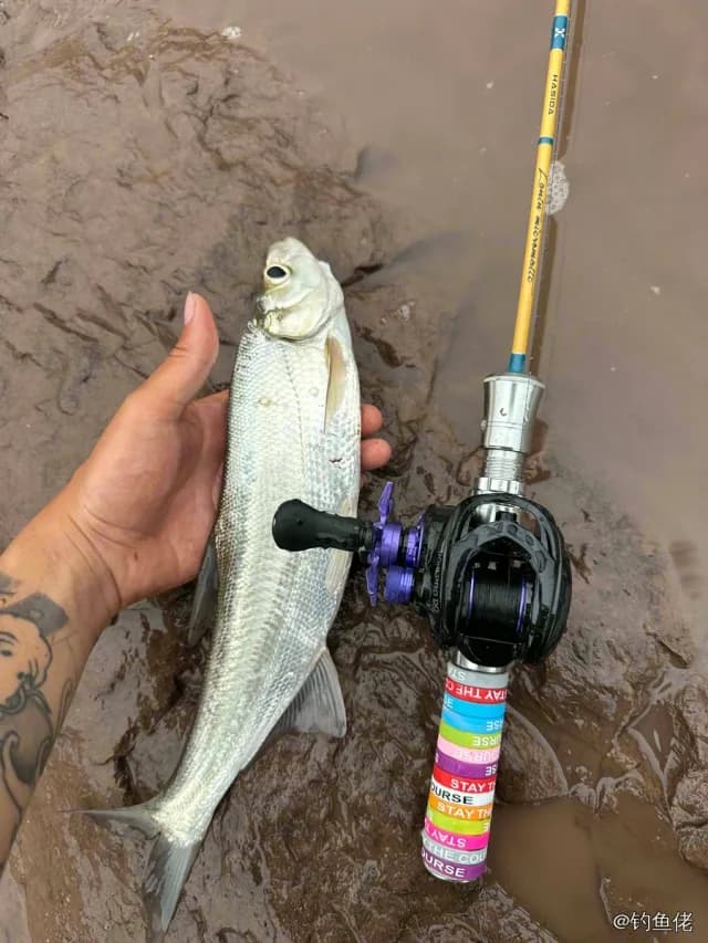翘嘴鲌钓获 1kg