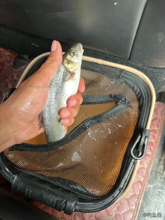 细鳞鱼钓获 0.6kg