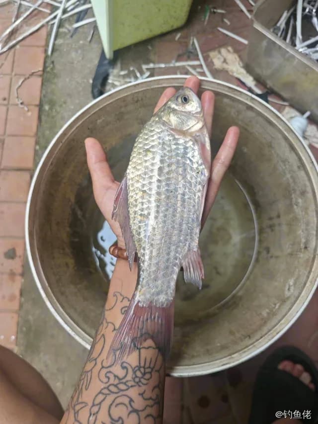 鲫鱼钓获 1.1kg
