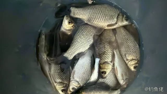 鲫鱼钓获 0.45kg
