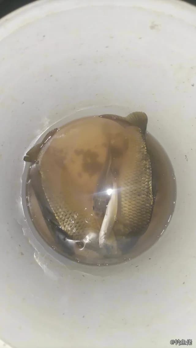 鲫鱼钓获 0.6kg