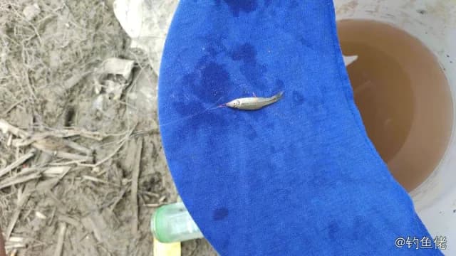 麦穗鱼钓获 