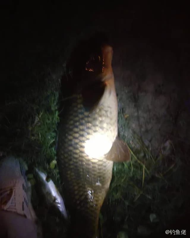 鲤鱼钓获 6.1kg