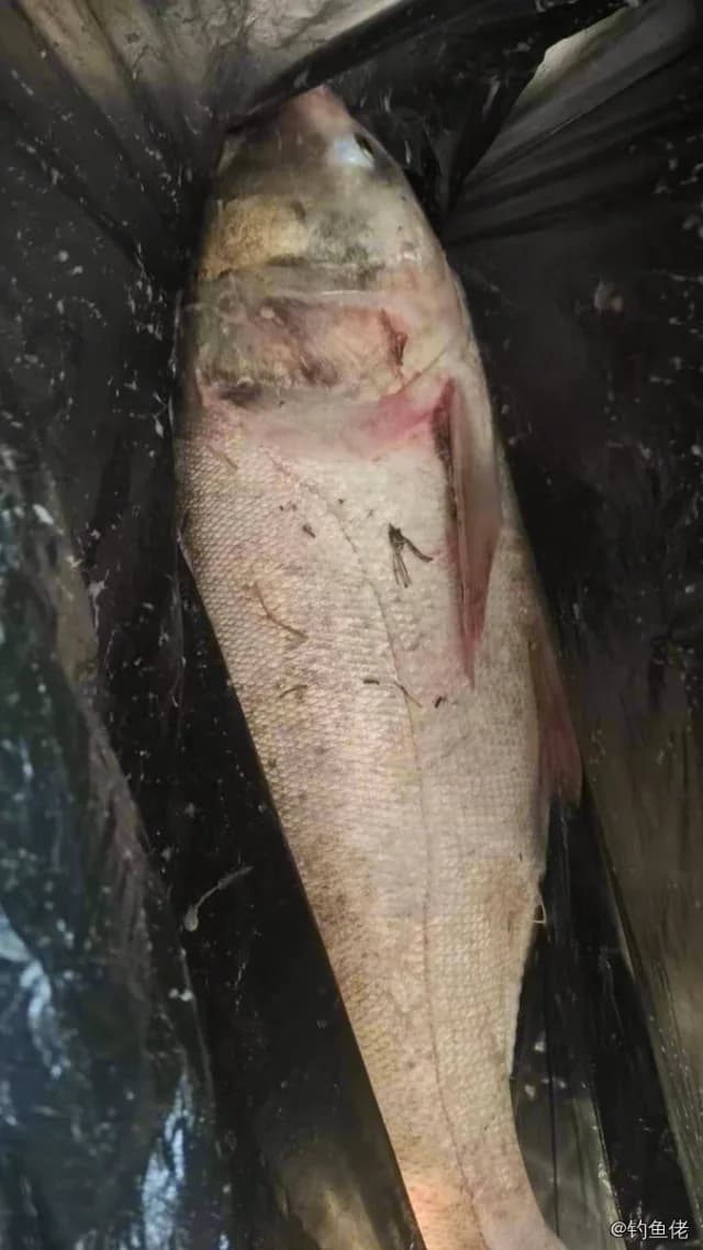 鲢鱼钓获 9kg