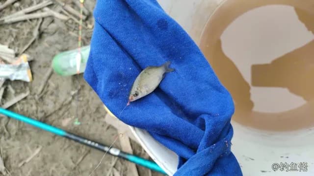 鲫鱼钓获 1.3kg