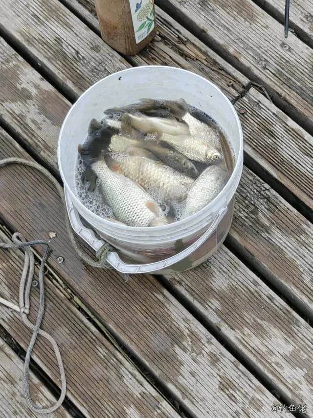 鲫鱼钓获 0.45kg