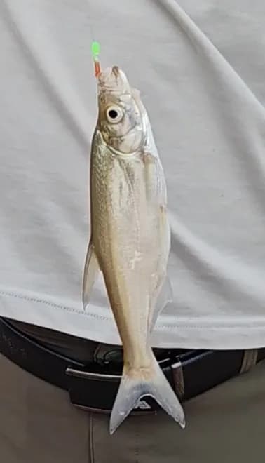翘嘴鲌钓获 0.1kg