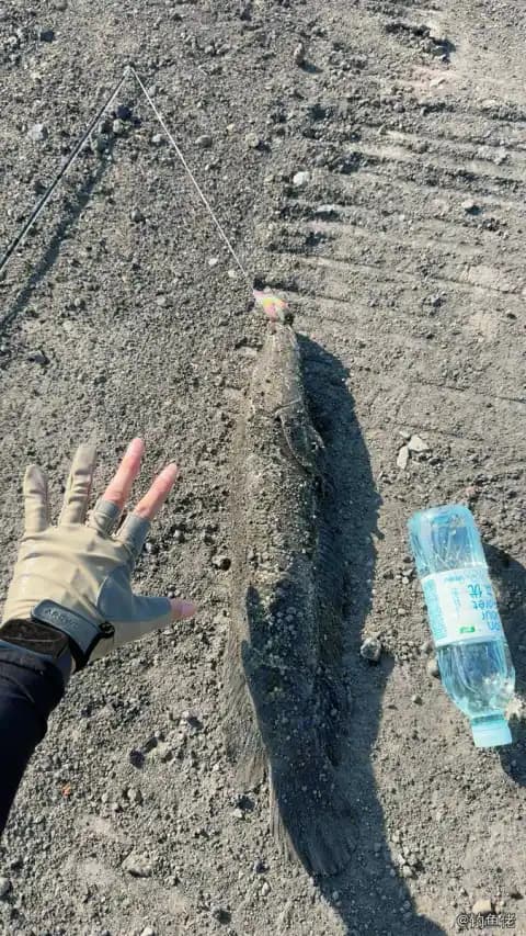 卵鳎钓获 0.1kg