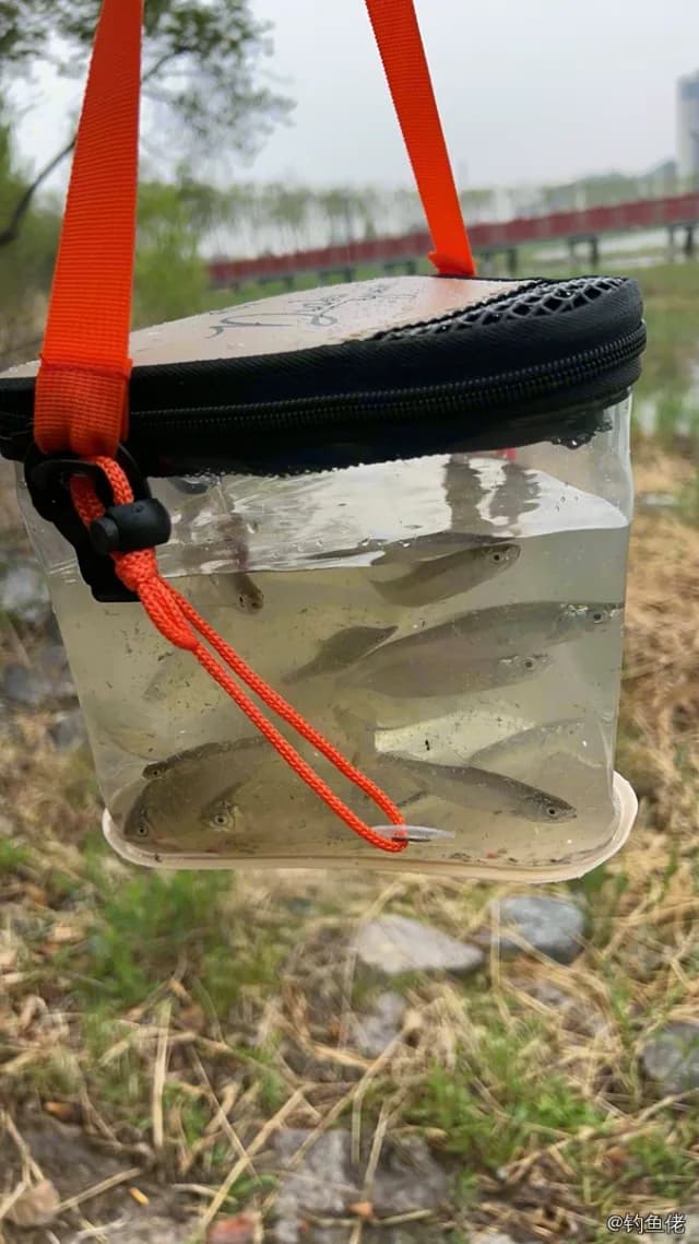 白条钓获 0.1kg