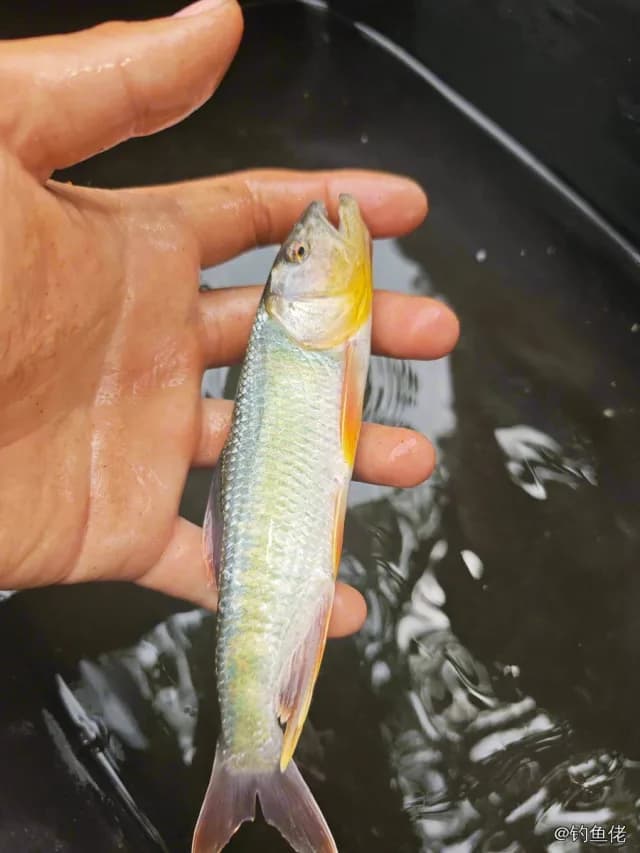 马口鱼钓获 0.1kg