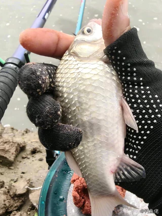 鲫鱼钓获 0.45kg