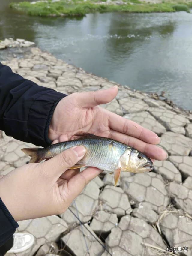 马口鱼钓获 