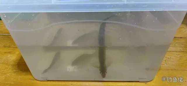 翘嘴鲌钓获 0.25kg