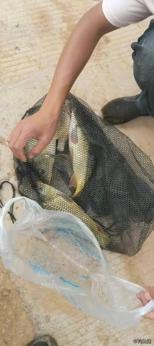 鲤鱼钓获 0.9kg