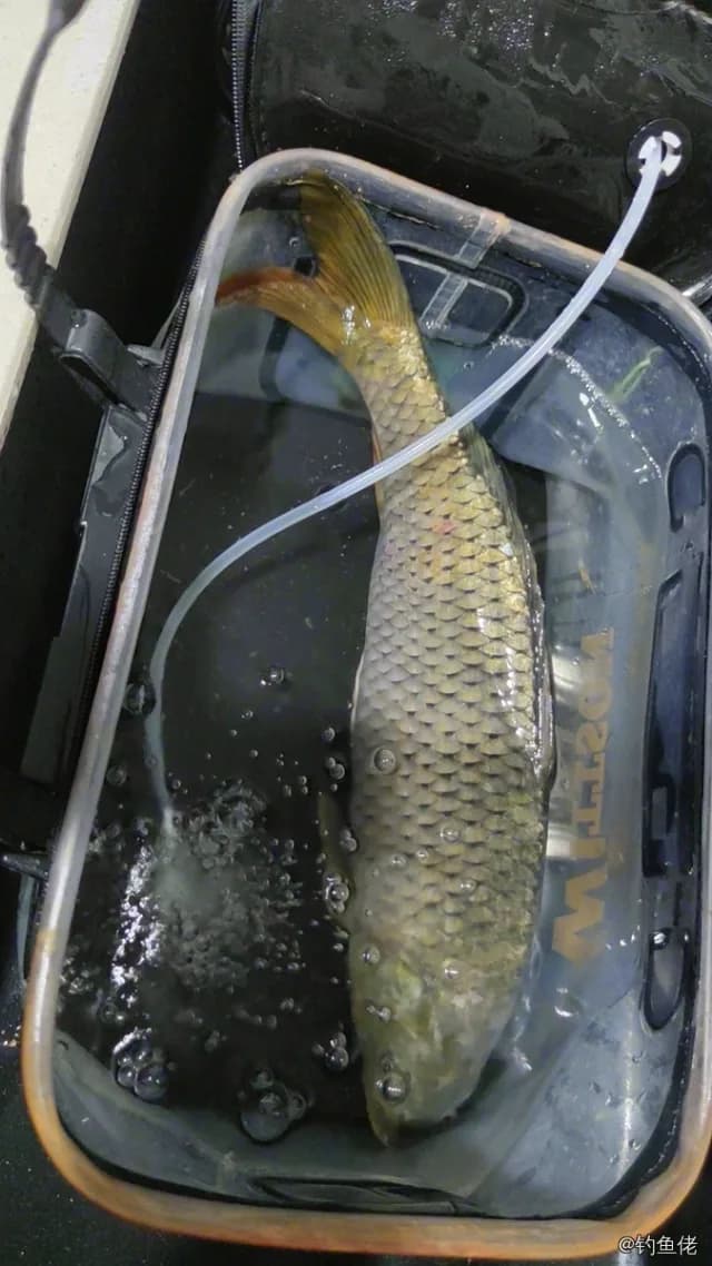 鲤鱼钓获 2.4kg