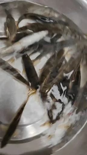 鲤鱼钓获 18kg