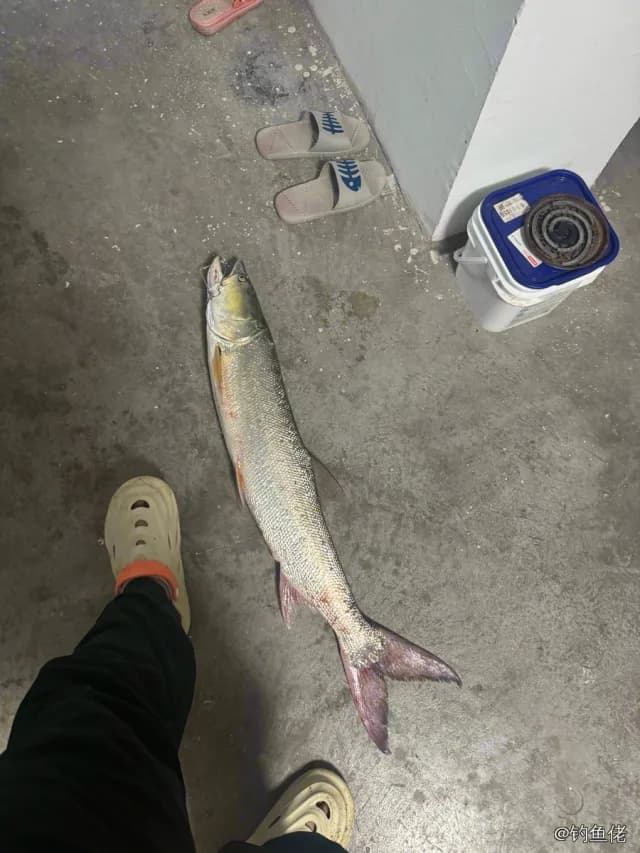 鳡鱼钓获 8kg