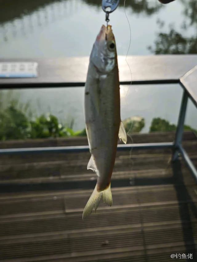 日本鲭钓获 0.16kg