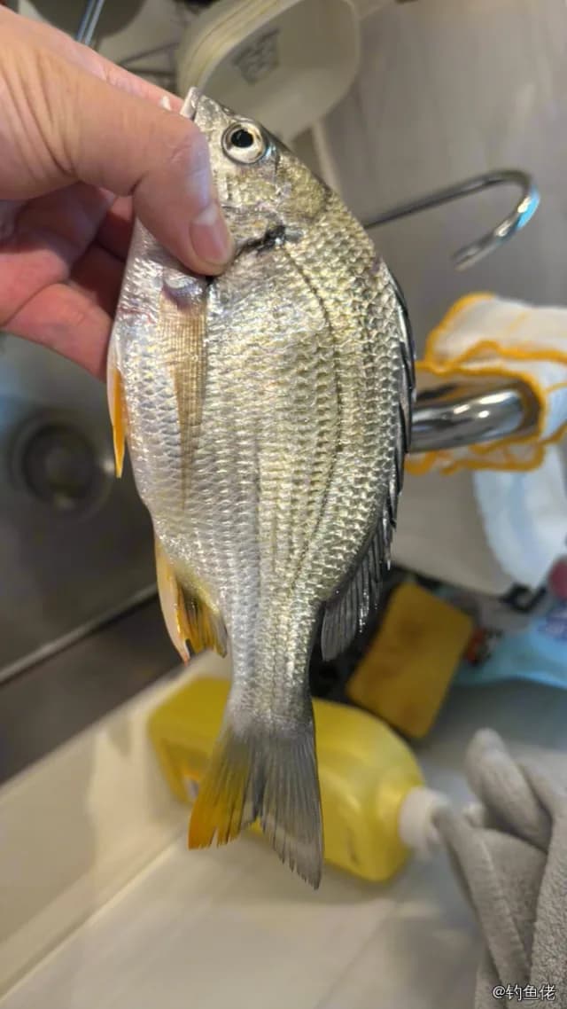 黄鳍棘鲷钓获 0.8kg