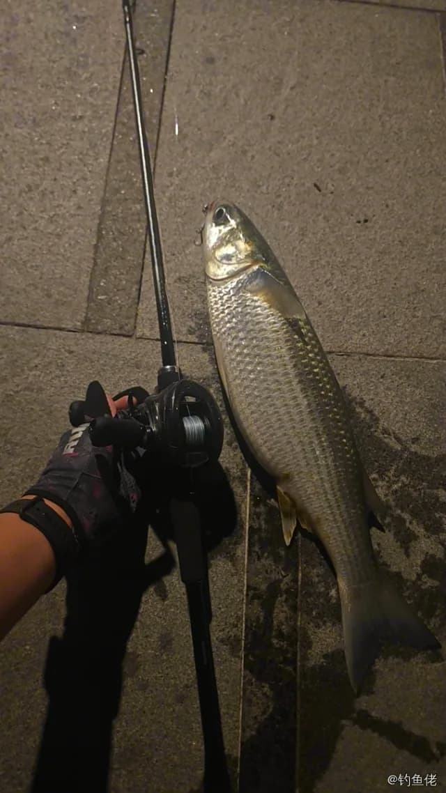 鲻鱼钓获 1.5kg