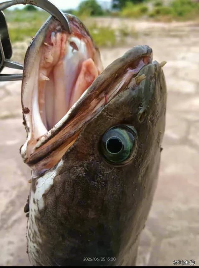 线鳢钓获 6kg