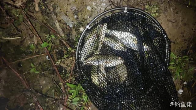 鲫鱼钓获 1.3kg